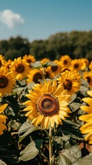 Obraz premium A field of yellow sunflowers with a clear blue sky in the background