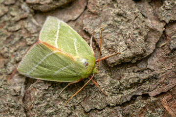 Green Silver-lines moth - Pseudoips prasinana, beautiful small green moth from Palearctic forests and woodlands, Zlin, Czech Republic.