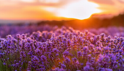 Obraz premium Lavender garden, soft afternoon glow. Field of aromatic purple flowers. Beautiful natural landscape