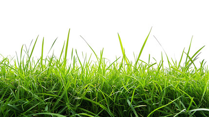 Fototapeta premium Sport field green grass isolated on white background