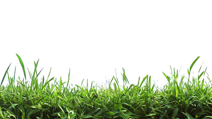 Fototapeta premium Sport field green grass isolated on white background