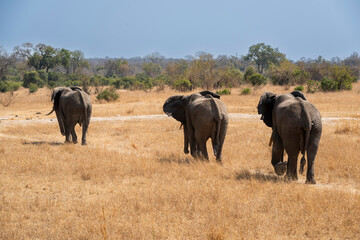 The African bush elephant, Loxodonta africana, also known as the African savanna elephant. Kruger...