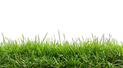 Obraz premium Sport field green grass isolated on white background