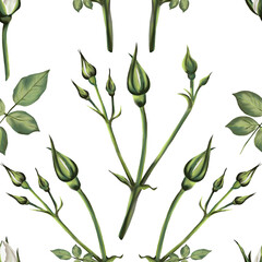 Pattern of branches and stems with white roses. Leaves and small buds. Liana and flowers growing up. Pattern without background.