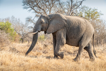 Obraz premium The African bush elephant, Loxodonta africana, also known as the African savanna elephant. Kruger Park Big five Safari