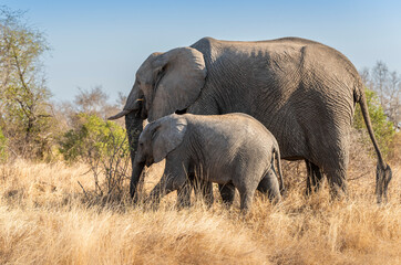 Obraz premium The African bush elephant, Loxodonta africana, also known as the African savanna elephant. Kruger Park Big five Safari