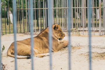 A lioness relaxing in her enclosure at the zoo on a sunny afternoon, enjoying the peaceful...