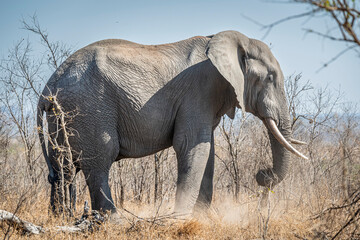 Fototapeta premium The African bush elephant, Loxodonta africana, also known as the African savanna elephant. Kruger Park Big five Safari