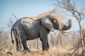 Fototapeta premium The African bush elephant, Loxodonta africana, also known as the African savanna elephant. Kruger Park Big five Safari