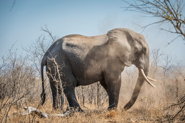 Fototapeta premium The African bush elephant, Loxodonta africana, also known as the African savanna elephant. Kruger Park Big five Safari