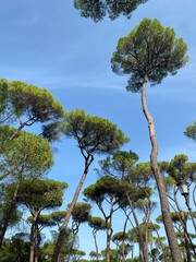 pine tree