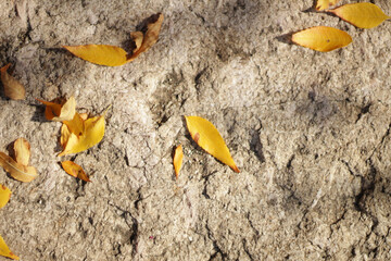 fall leaves on the stone