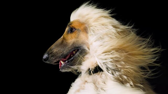 shaggy dog with a lush long coat on a black background. concept of grooming, hair care.