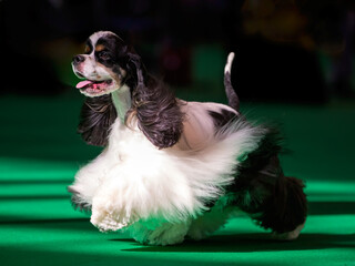  American Cocker Spaniel at a dog show