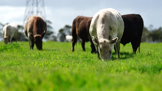 beautiful cattle in Australia  eating grass, grazing on pasture. Herd of cows free range beef being regenerative raised on an agricultural farm. Sustainable farming 
