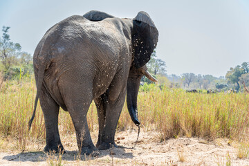 The African bush elephant, Loxodonta africana, also known as the African savanna elephant. Kruger...