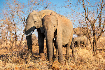 Obraz premium The African bush elephant, Loxodonta africana, also known as the African savanna elephant. Kruger Park Big five Safari