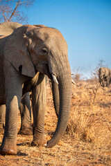 Obraz premium The African bush elephant, Loxodonta africana, also known as the African savanna elephant. Kruger Park Big five Safari