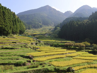 四谷千枚田、夏の早朝の風景