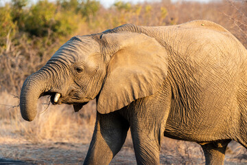 The African bush elephant, Loxodonta africana, also known as the African savanna elephant. Kruger...