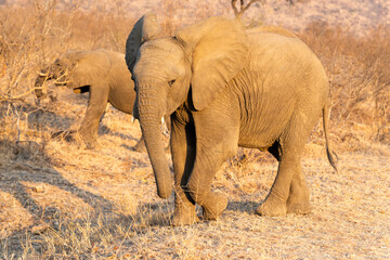 The African bush elephant, Loxodonta africana, also known as the African savanna elephant. Kruger...