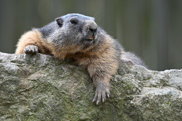 mountain marmot portrait rodents zoo