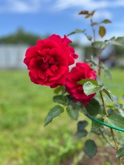 Red roses 