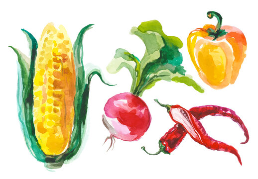 Watercolor painted collection of vegetables. Hand drawn fresh food design elements isolated on white background.
