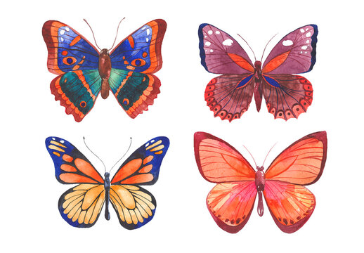 Vector illustration of watercolor butterflies isolated on white background