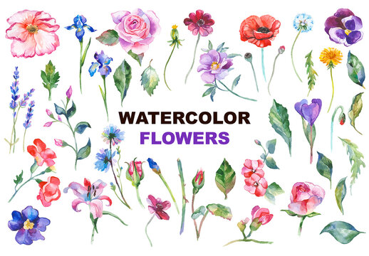 Watercolor painted collection of flowers. Hand drawn flower design elements isolated on white background.