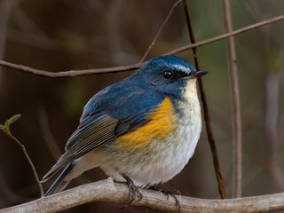 Naklejka premium 森の中の木陰で枝に留まって周りを見渡しているルリビタキの雄