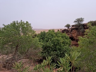 Beautiful view among the plants and trees on a cloudy day