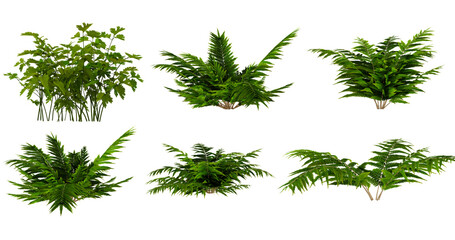 Fern Plant Collection, 3D Models for Game Design and Architectural Visualization