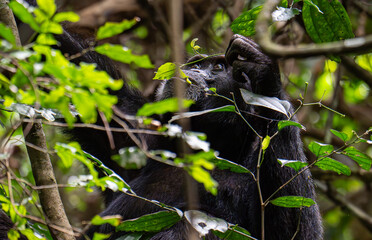 Chimpanzee in Budongo central forest reserve in Uganda