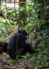 Chimpanzee in Budongo central forest reserve in Uganda