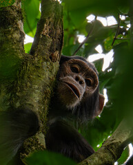 Chimpanzee in Budongo central forest reserve in Uganda