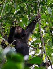 Fototapeta premium Chimpanzee in Budongo central forest reserve in Uganda