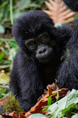Baby gorilla in Bwindi Impenetrable Forest, Uganda