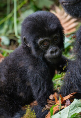 Baby gorilla in Bwindi Impenetrable Forest, Uganda