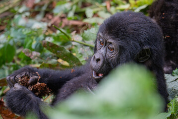 Baby gorilla in Bwindi Impenetrable Forest, Uganda