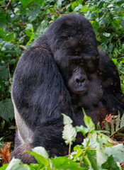 silver back mountain gorilla in Bwindi Impenetrable forest in Uganda