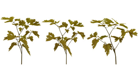 Green leaves isolated on black background. Ideal for adding realistic greenery to your projects.