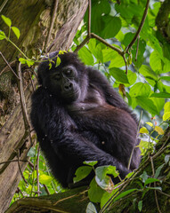 mountain gorilla family NSHONGI GROUP in Bwindi Impenetrable Forest in Uganda