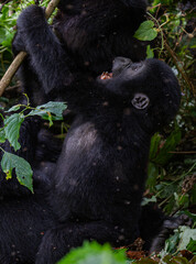 Baby gorilla in Bwindi Impenetrable Forest, Uganda