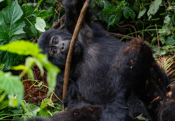 mountain gorilla family NSHONGI GROUP in Bwindi Impenetrable Forest in Uganda