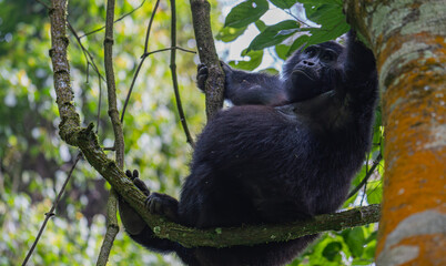 mountain gorilla family NSHONGI GROUP in Bwindi Impenetrable Forest in Uganda