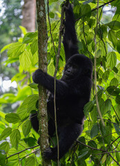 mountain gorilla family NSHONGI GROUP in Bwindi Impenetrable Forest in Uganda