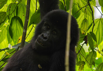 mountain gorilla family NSHONGI GROUP in Bwindi Impenetrable Forest in Uganda