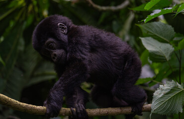 Baby gorilla in Bwindi Impenetrable Forest, Uganda
