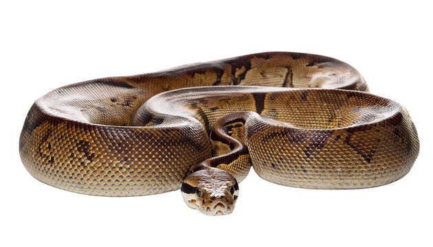 Python Isolated on transparent Background, PNG.